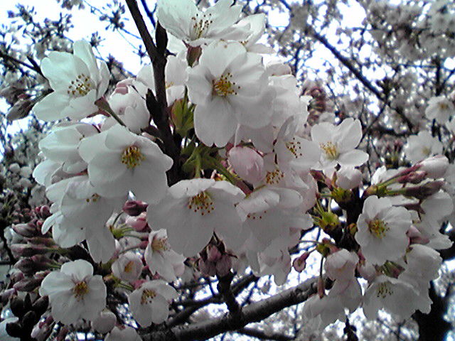 画像: 花より団子